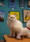 Nuestro gato siberiano red-silver point sentado frente a la pared de la galería de cuadros