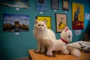 Naše sibiřská červeno-stříbrná bodová kočka sedí před stěnou malířské galerie