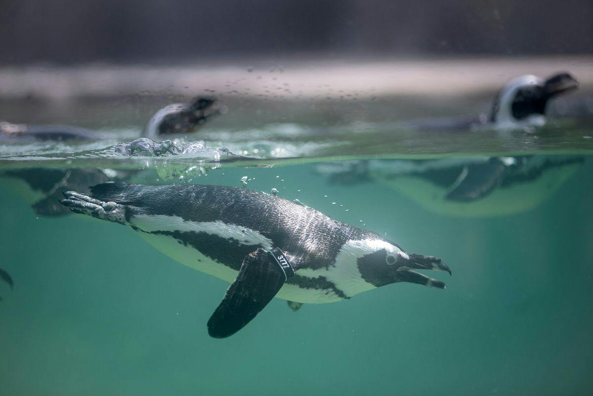A penguin swimming underwater in a clear tank, wearing an identification tag on its flipper, with blurred background.