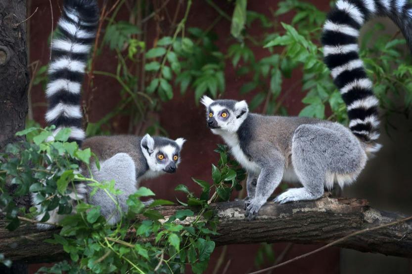 ARTIS Amsterdam Royal Zoo: Indgangsbillet