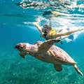 Schwimmen mit Schildkröten