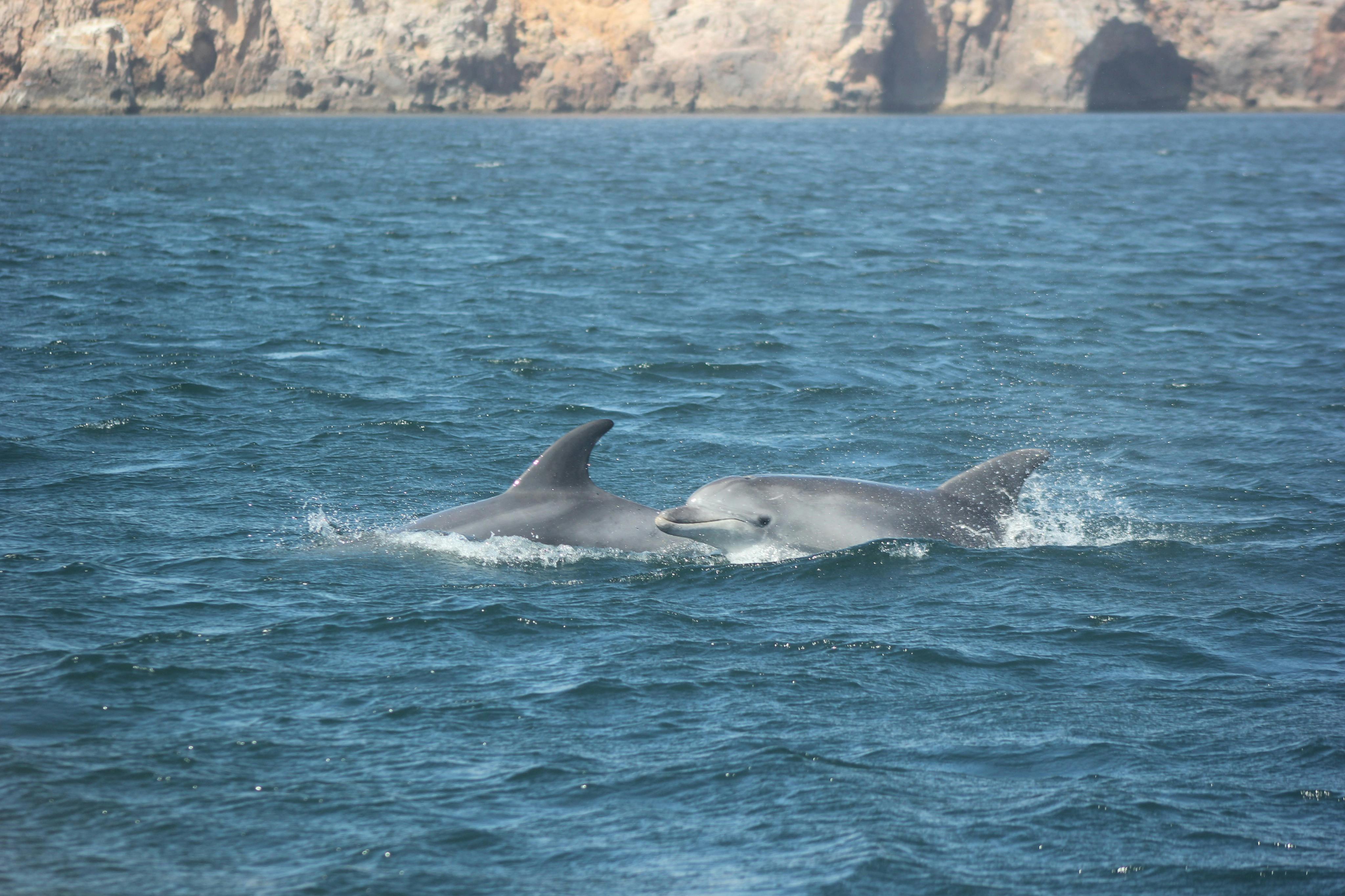 Bottlenose dolphins