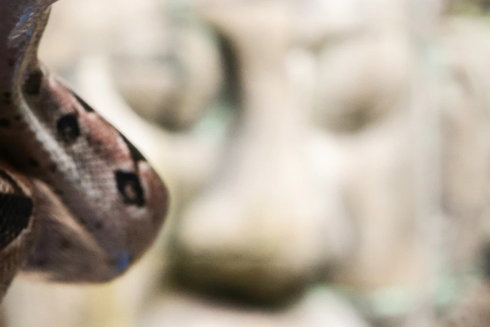 A large snake with patterned skin is in front of a stone carving with a face, surrounded by plants and trees.