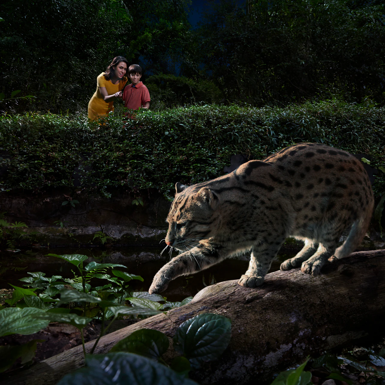 Singapore Night Safari with Tram Ride in Singapore β Tiqets