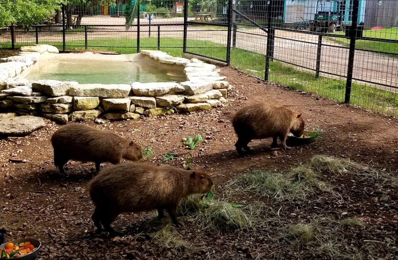 Tre capibara che mangiano in un recinto con un piccolo stagno e un'area erbosa, circondato da una recinzione metallica.