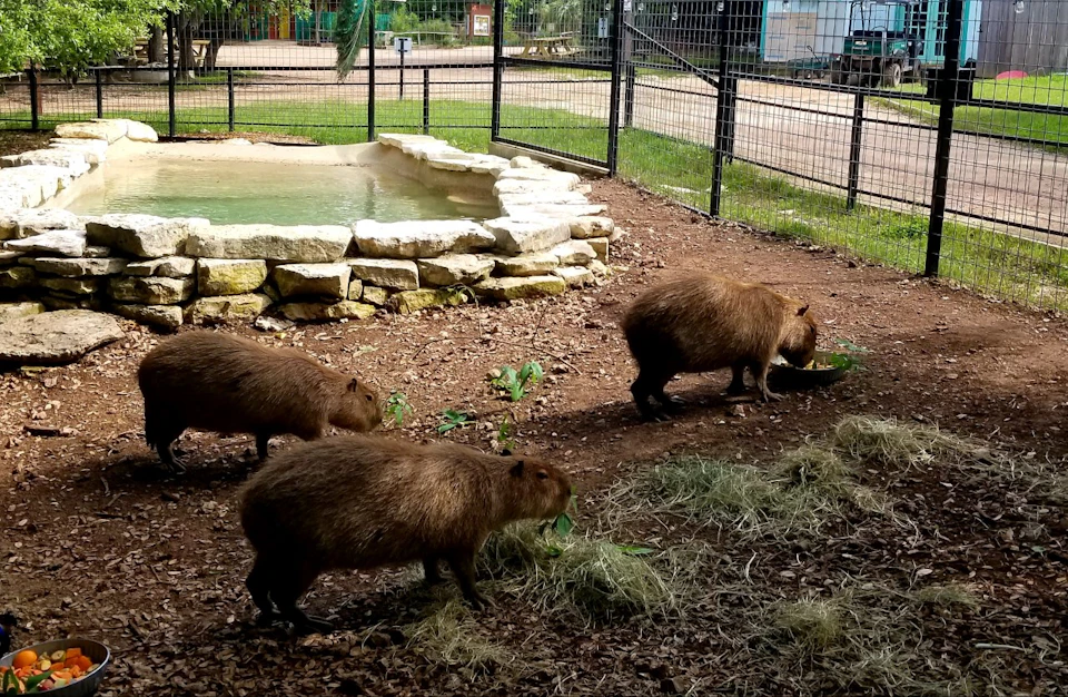 Three capybaras eating in an enclosure with a small pond and grassy area, surrounded by a metal fence.