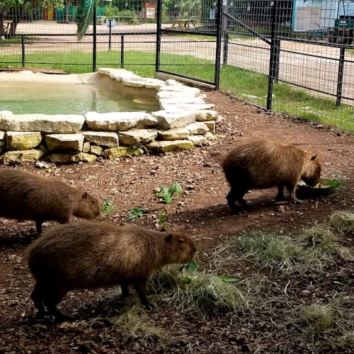 Zoo de Austin: Entrada