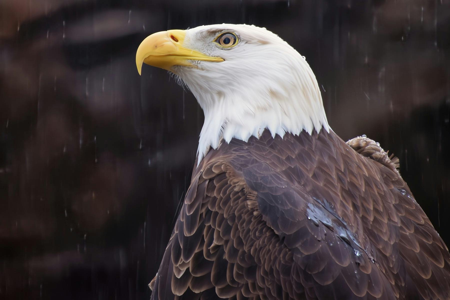 A close-up of a bald eagle with a yellow beak and white head, standing in a rainy environment.