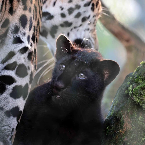 En svart panterunge tittar uppåt bredvid benet på en fläckig jaguar och en mossig trädstam.