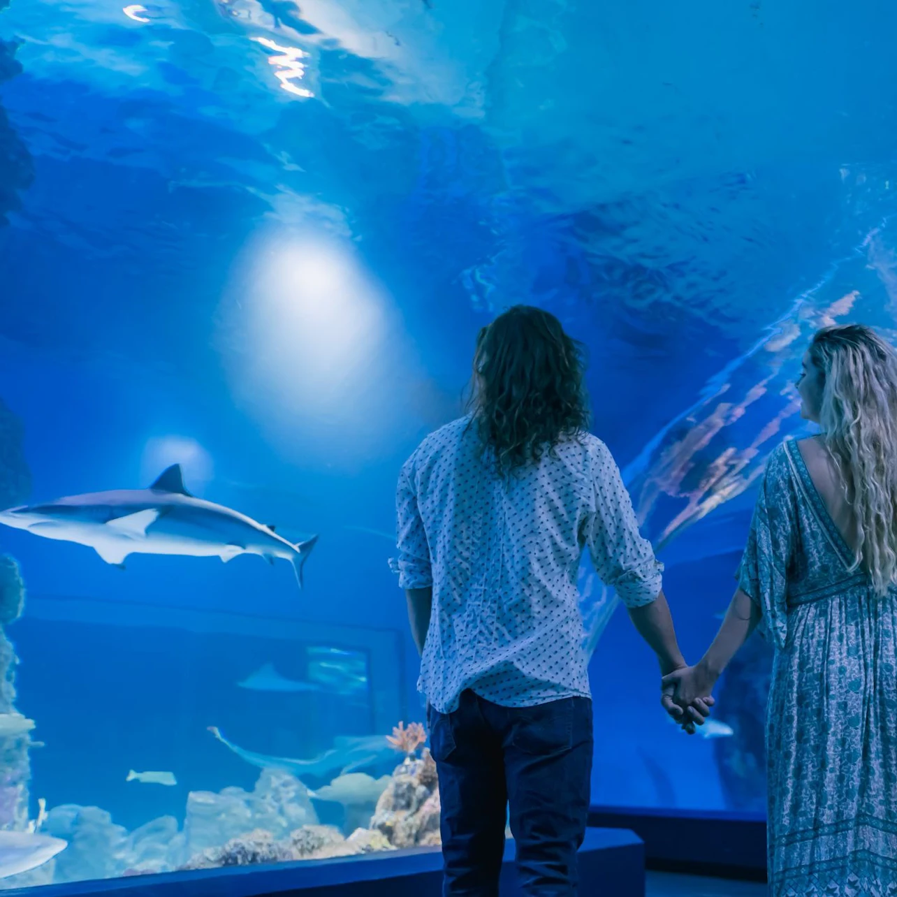 A couple holding hands observes a shark swimming in a large aquarium with blue lighting and coral in the background.