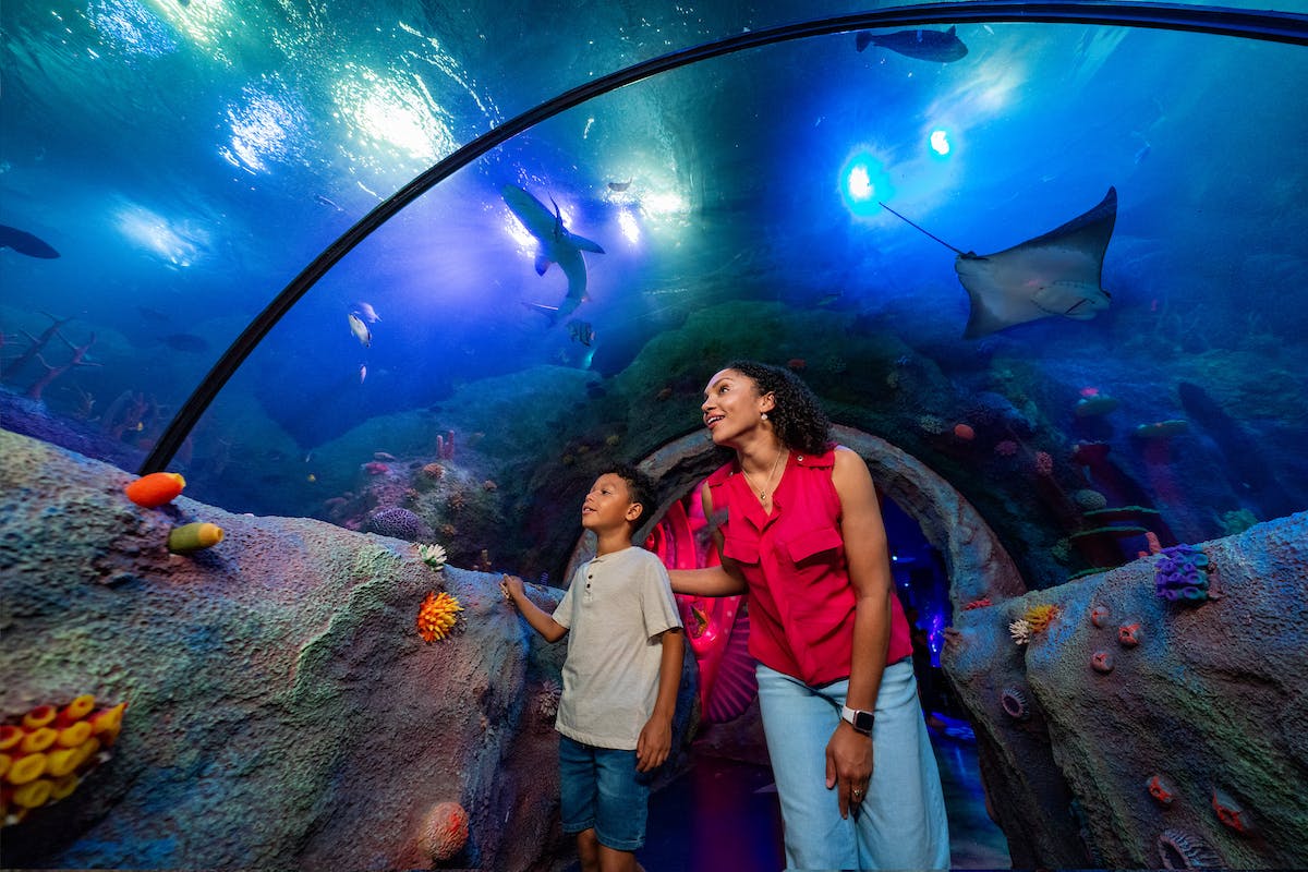 A woman and child enjoy viewing marine life through a clear underwater tunnel, surrounded by colorful corals and fish.