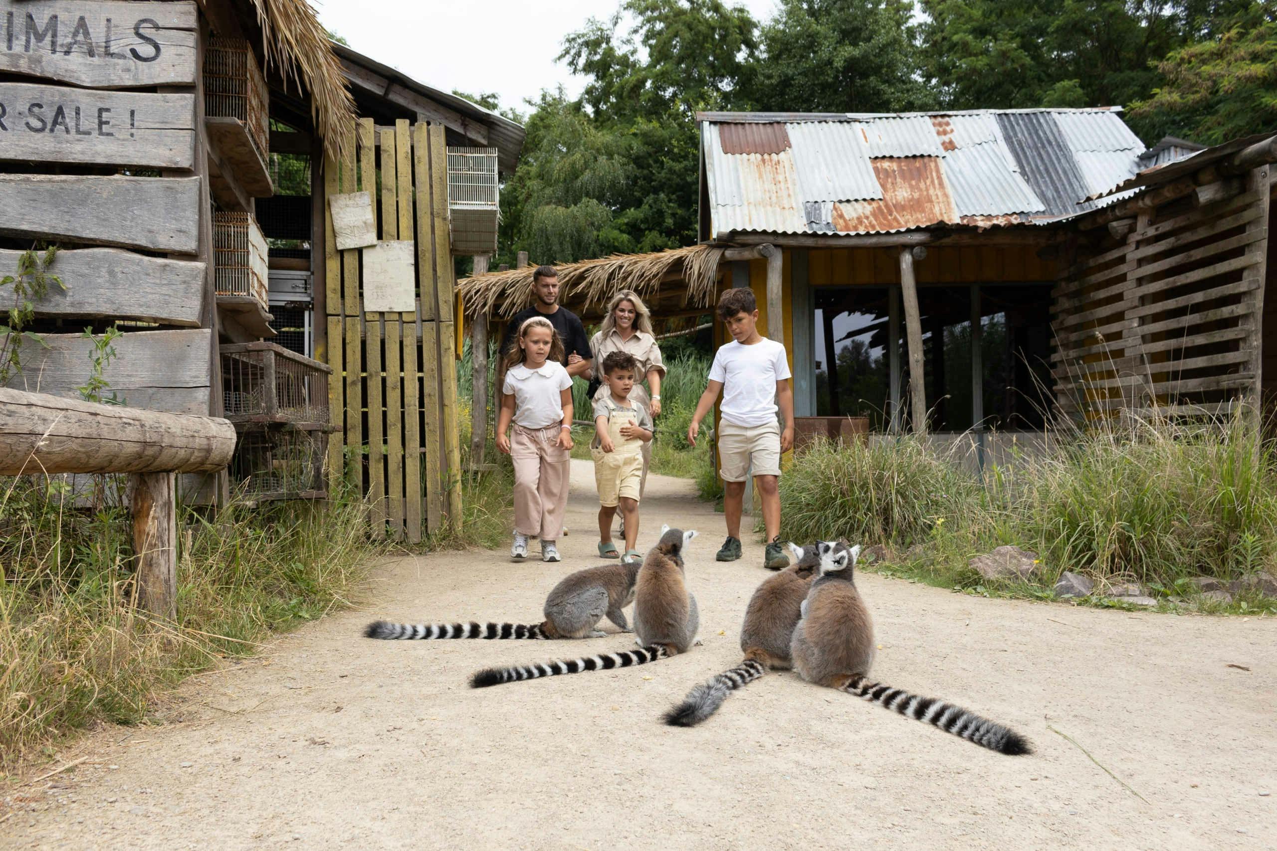 Seznam se s lemury kroužkovanými