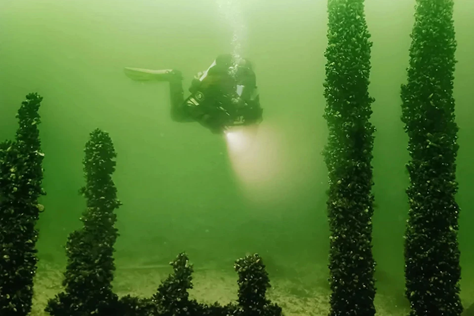 A scuba diver underwater, using a flashlight, surrounded by green water and vertical structures covered in marine life.