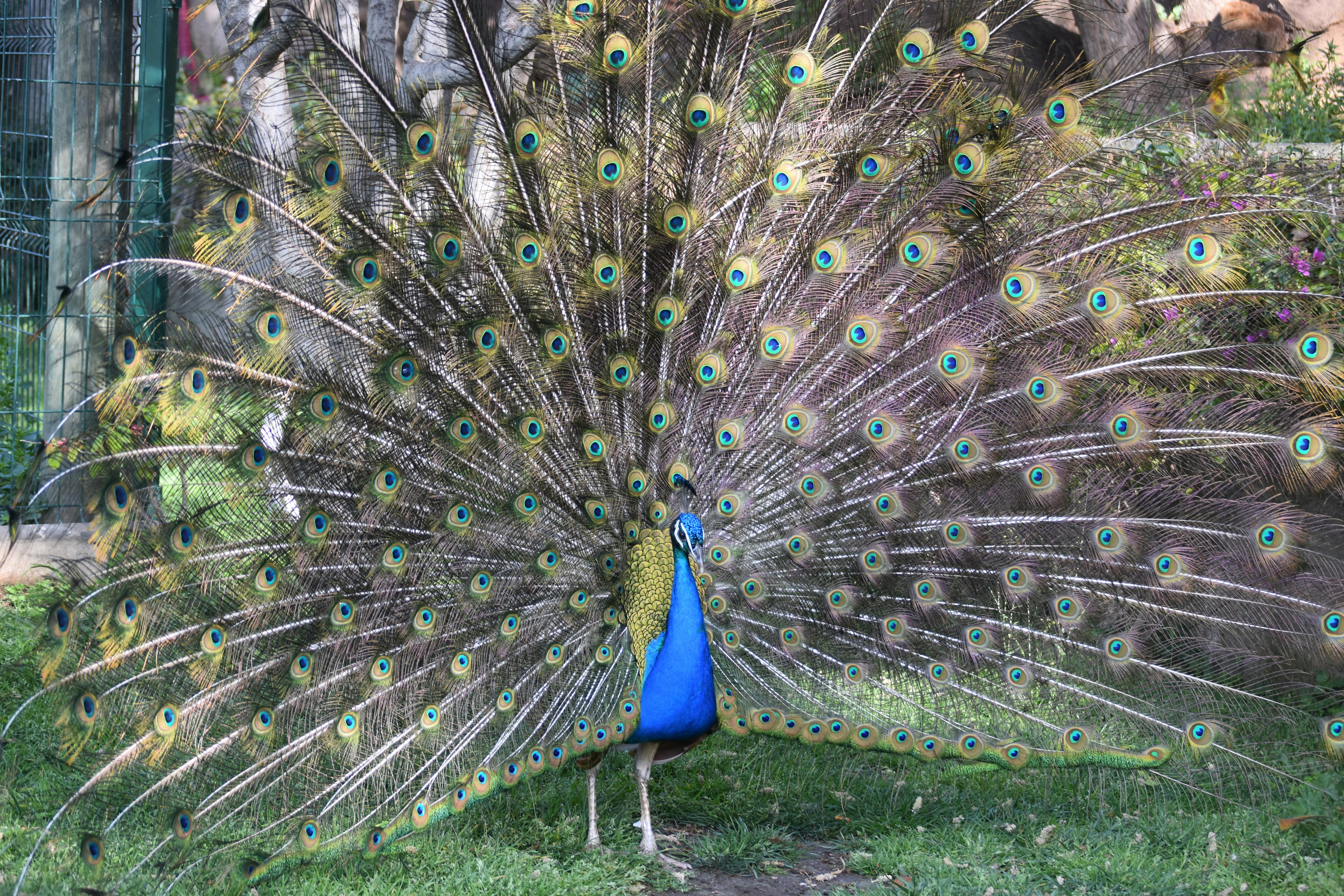 En påfågel med helt fläktade svansfjädrar som visar livfulla blå, gröna och gula ögonfläckar som står på gräs.