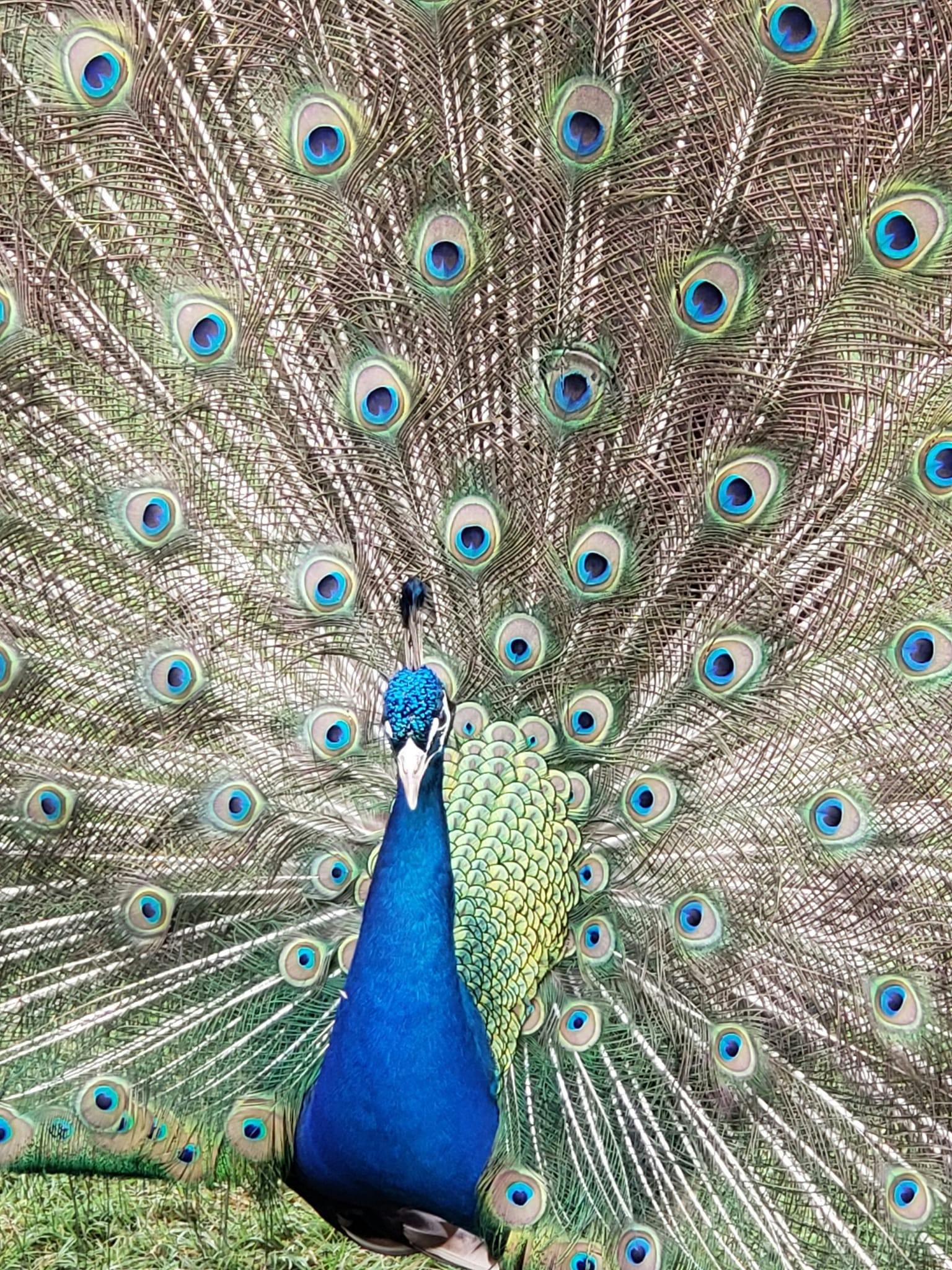 Downtown Aquarium Houston Tickets Tiqets