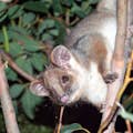 Opossum dalla coda ad anelli