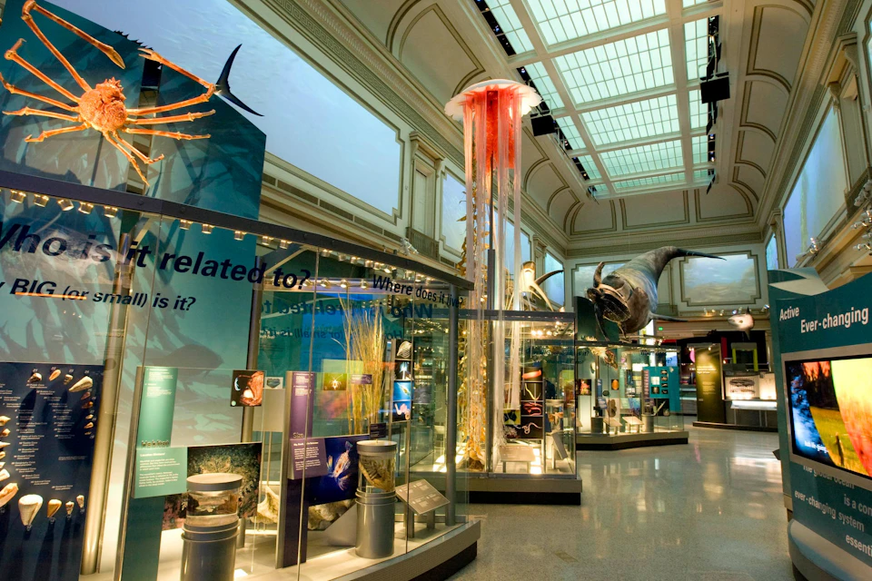 A museum exhibit featuring aquatic life displays, a large jellyfish model, and a shark sculpture in a well-lit gallery.