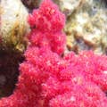 Neues Korallenwachstum
