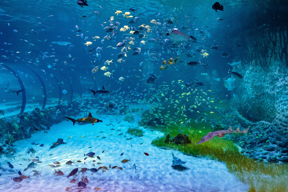 The National Aquarium