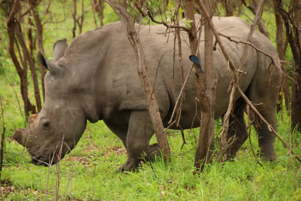 Rhino in the park