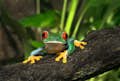 Rainforest frog