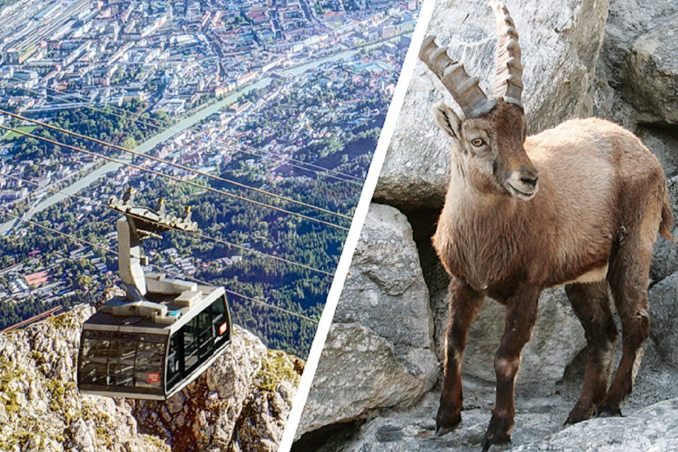 Das Top of Innsbruck und der Alpenzoo in nur einem Ticket