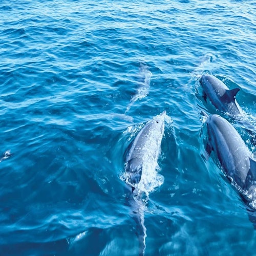 Palma de Mallorca: 3-Hr Dolphin Watching Boat Excursion + Swim & Snorkelling Palma de Mallorca: 3-Hr Dolphin Watching Boat Excursion + Swim & Snorkelling