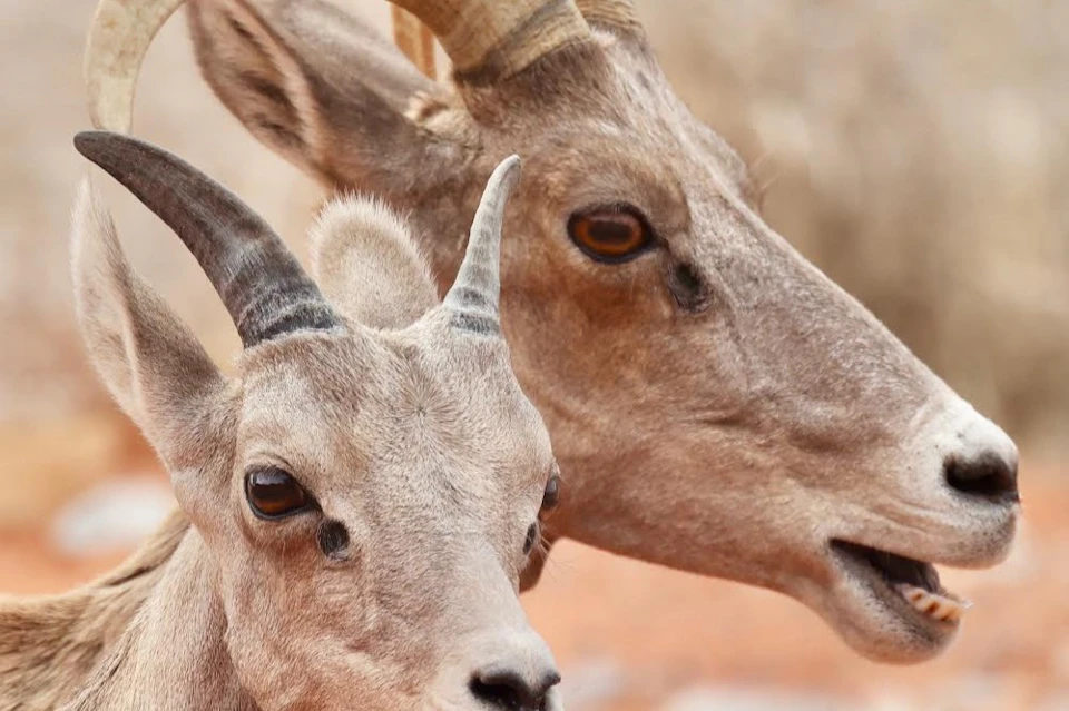 Amazing Wildlife