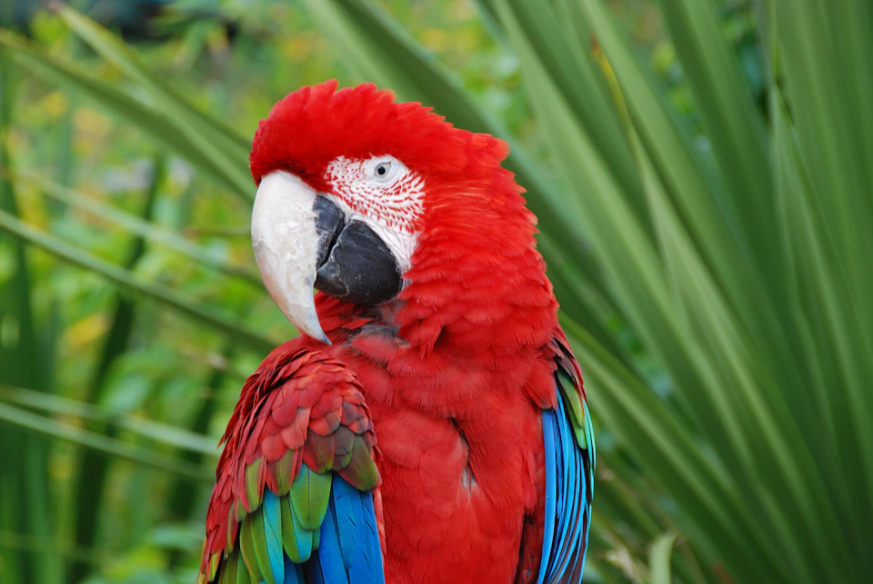 A colorful parrot with red, blue, and green feathers perched in front of green foliage.