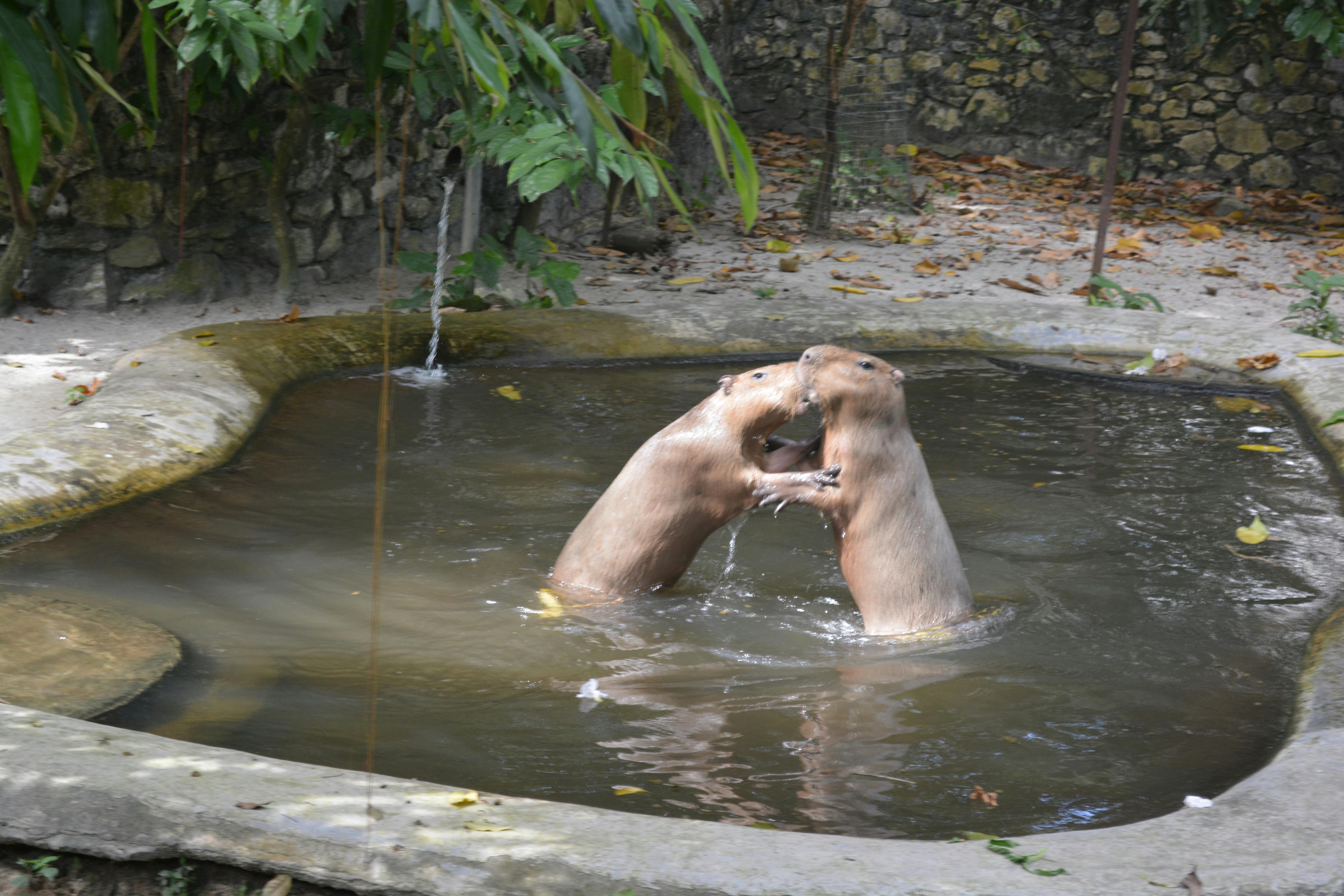 Dvě kapybary stojící ve vzpřímené poloze v malém, zastíněném umělém rybníku se zdají být úzce propojeny.