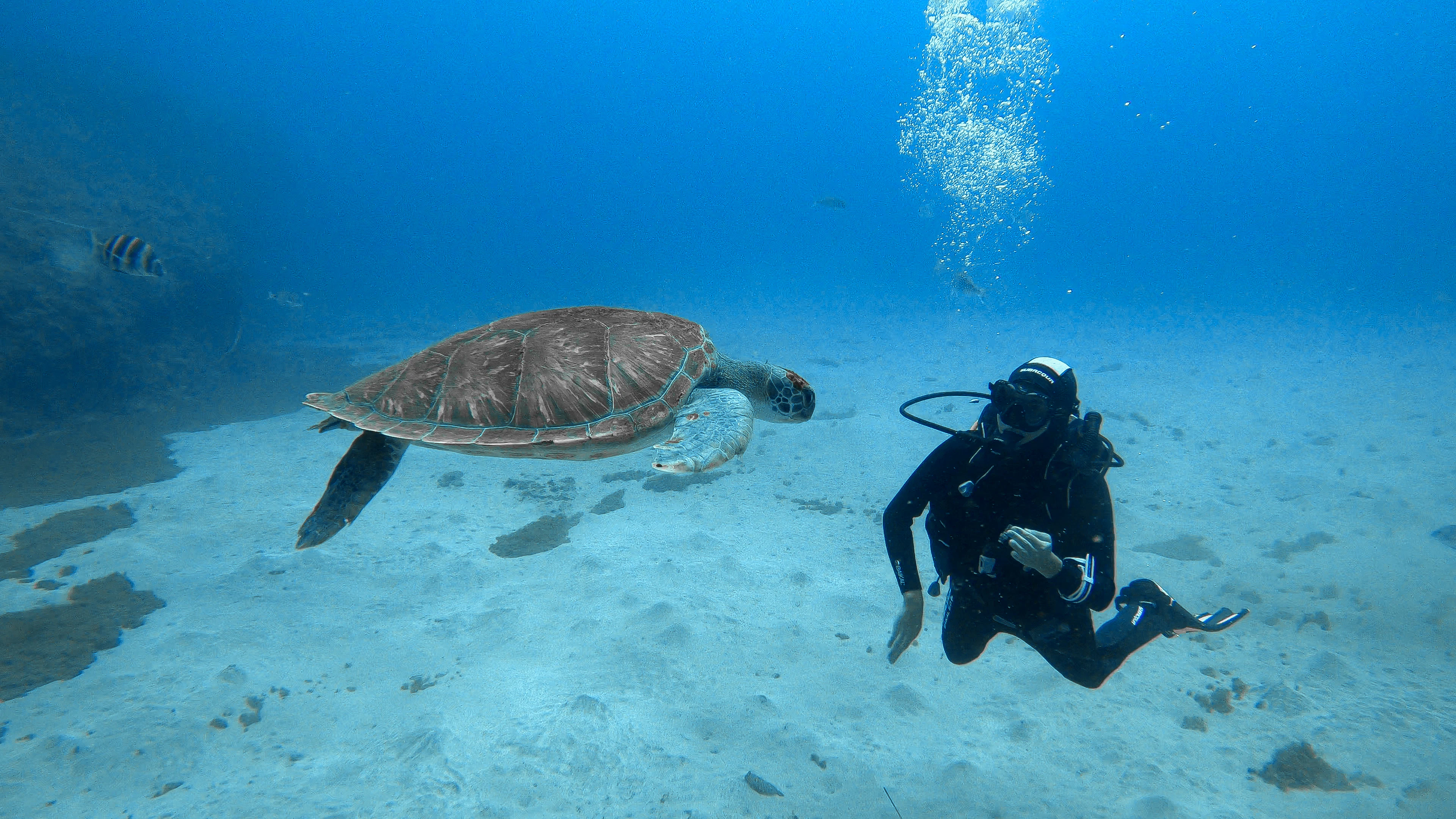 Los Cristianos: Guided Diving Class