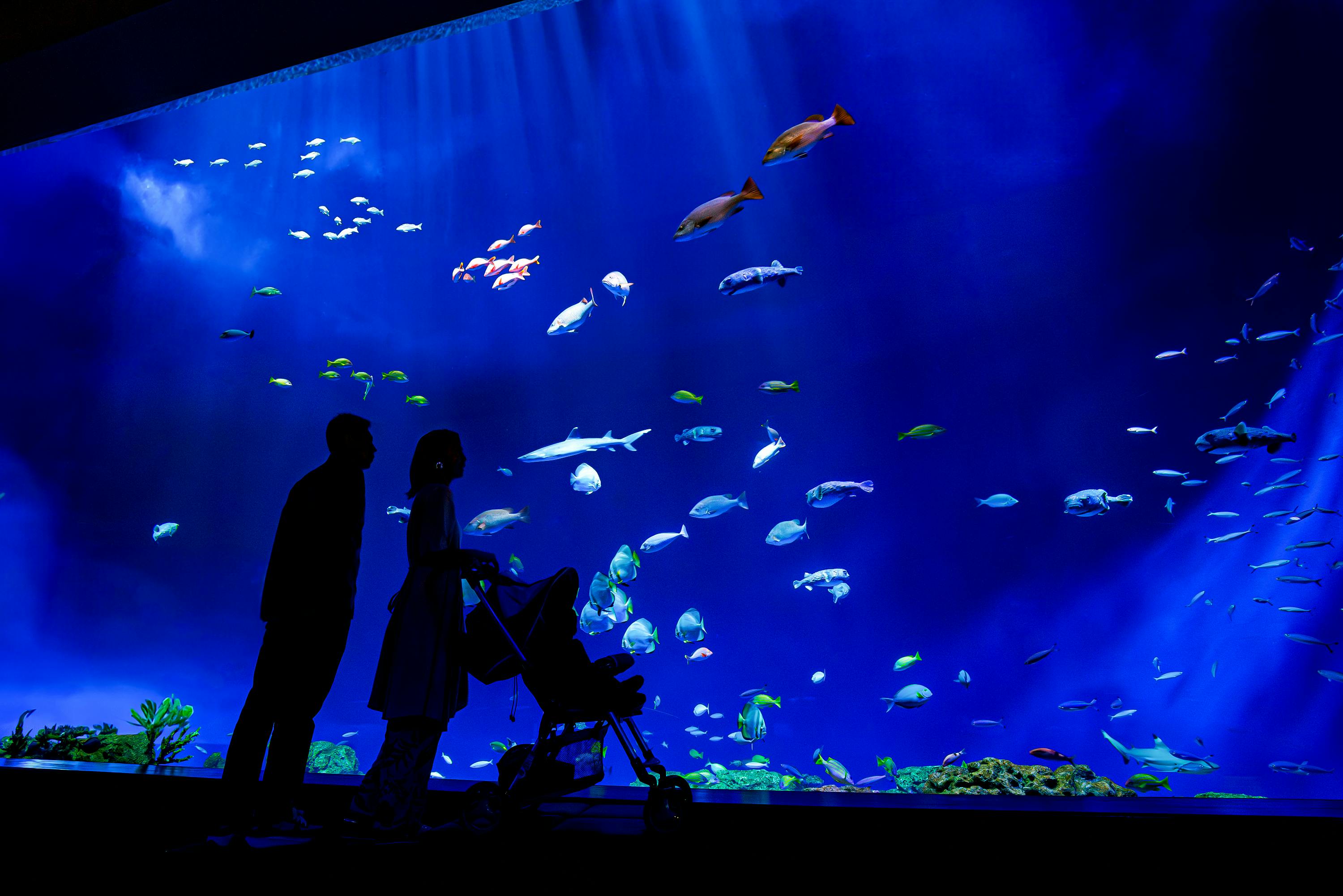 DMM Kariyushi Aquarium Okinawa: Entry Ticket After 5 PM (Off-Peak Hours)