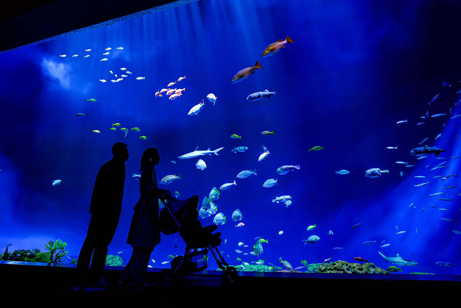 DMM Kariyushi Aquarium Okinawa: Entry Ticket After 5:00 PM During Off-Peak Season