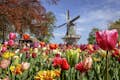 tulipes et moulin