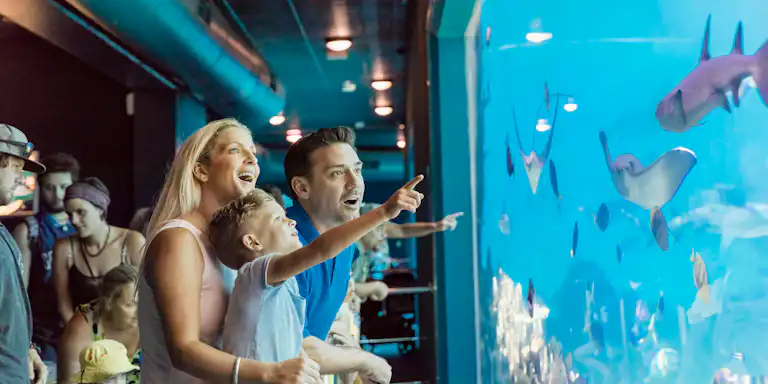 Una família assenyala amb entusiasme els peixos i les rajos a través d'una gran finestra d'aquari, envoltada d'altres visitants.