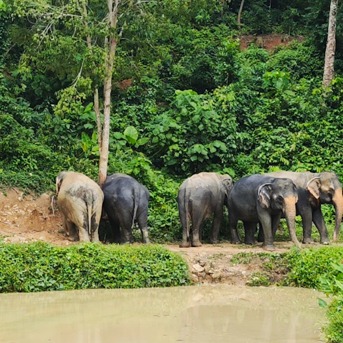 Reserva de elefantes da floresta escondida em Phuket: Visita guiada + Buffet - Photo 4
