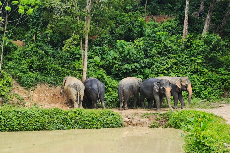 Five elephants standing near a pond, against a backdrop of dense green foliage in a forest setting.