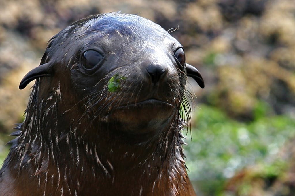 Close-up of a wet seal with a bit of green algae on its face, set against a blurred natural background.