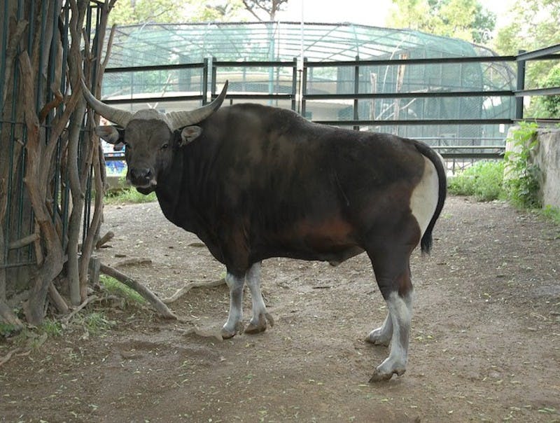 一头长着弯曲角的大公牛站在围栏铁丝网后面的一棵树附近的泥土上。