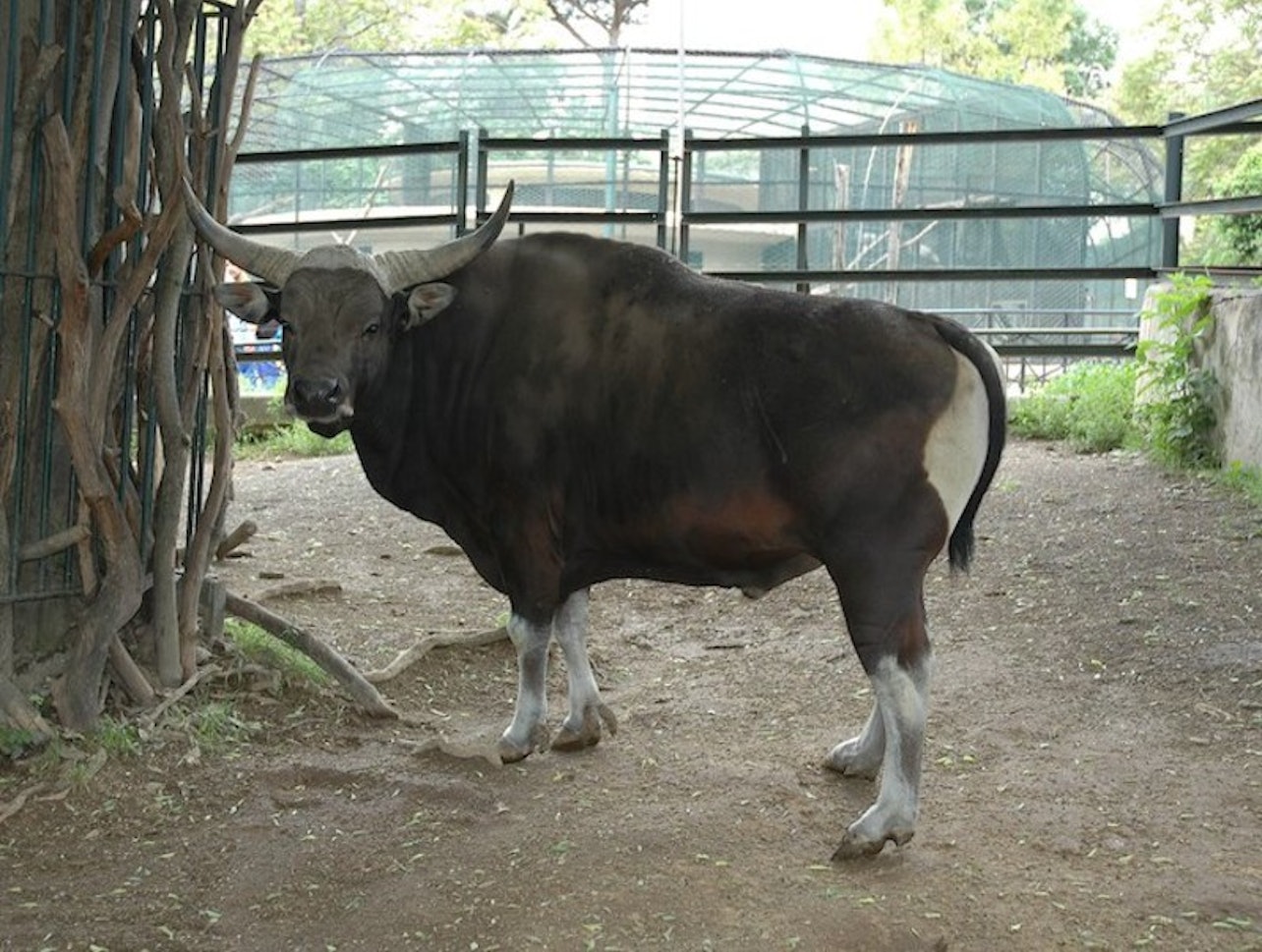 Bioparco: o zoológico de Roma - Acomodações em Roma