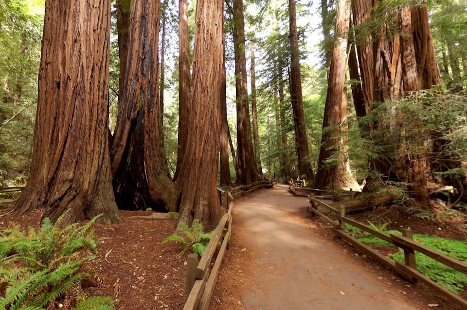 Muir Woods National Monument