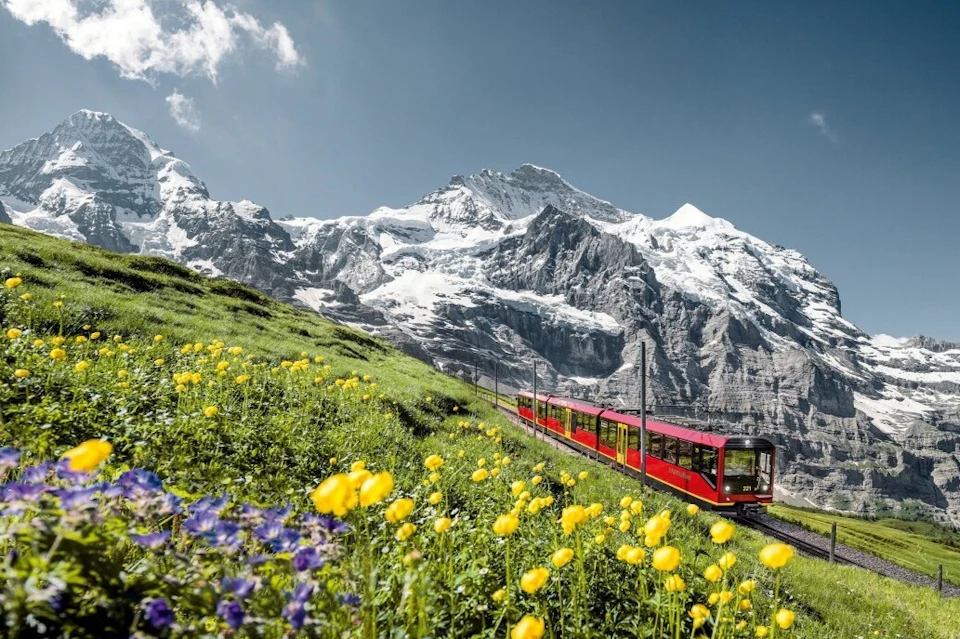 A red train travels through a mountain landscape with snow-covered peaks and a field of yellow and purple flowers.