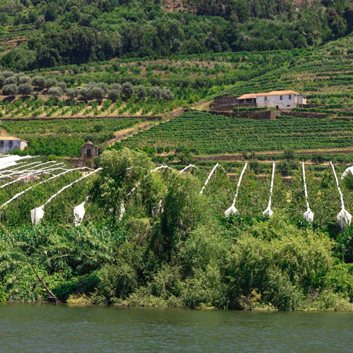 Vale do Douro: Passeio de barco + Almoço a partir da Régua - Photo 7