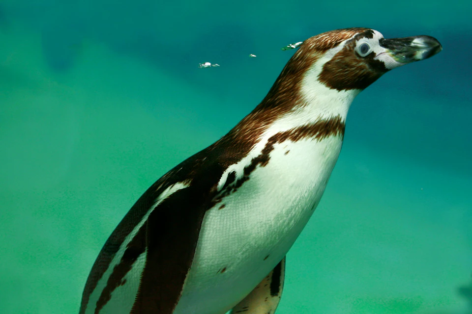 A penguin swims underwater in a greenish aquatic environment.