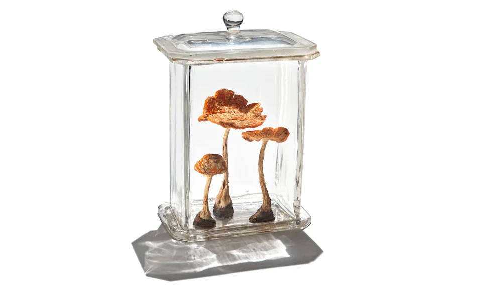 Three dried mushrooms displayed in a clear rectangular glass jar with a lid, lit by soft light casting shadows.