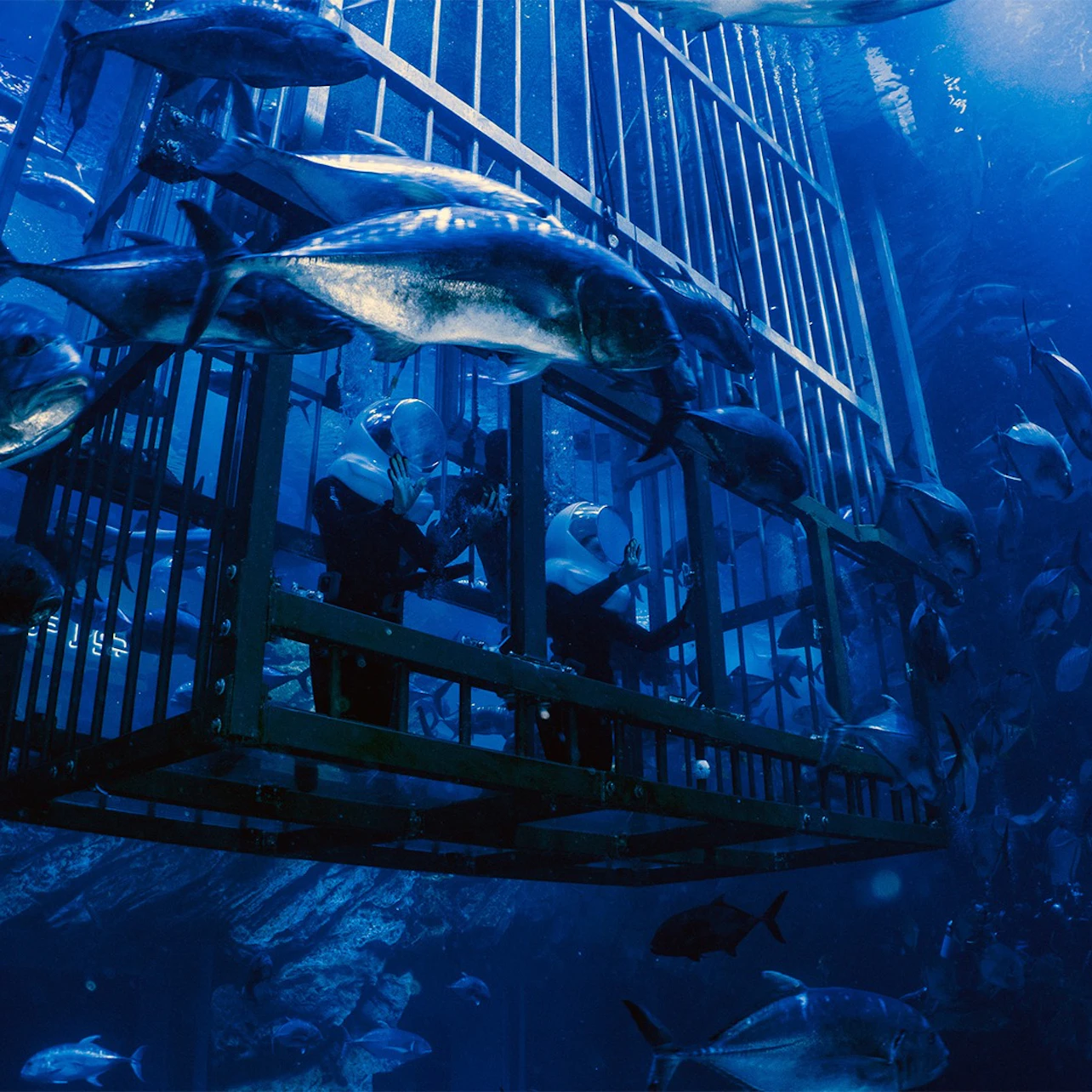Dubai Aquarium & Underwater Zoo: Platinum Pass 4