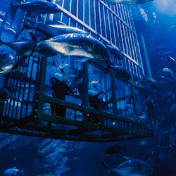 Dubai Aquarium & Underwater Zoo: Platinum Pass 4