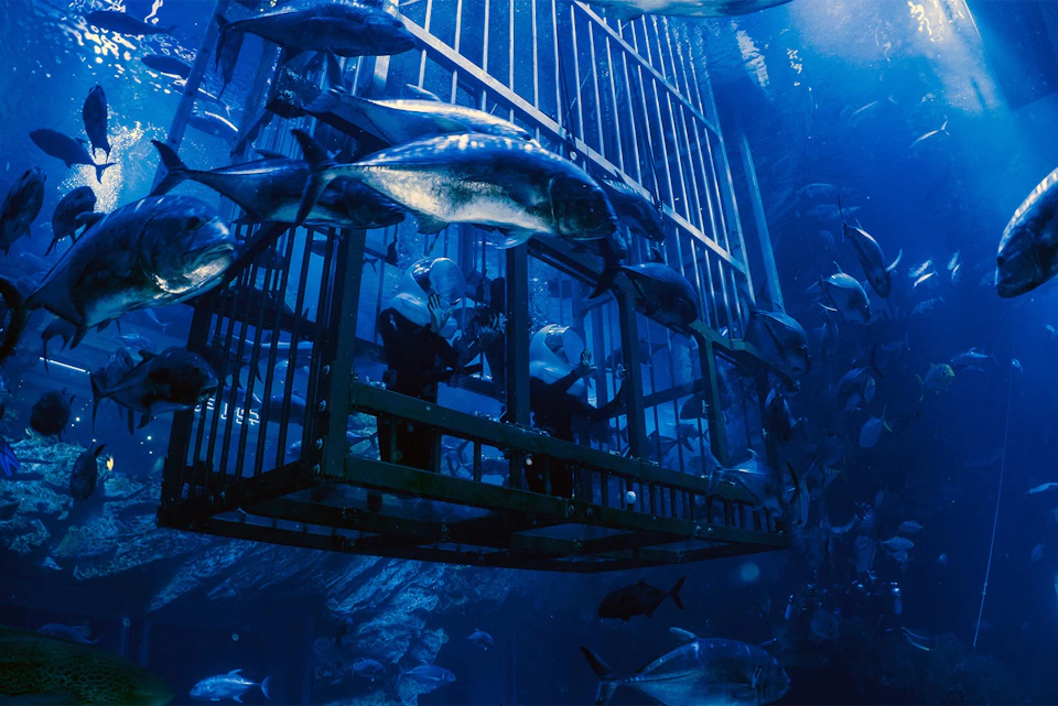 Dubai Aquarium & Underwater Zoo