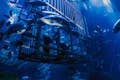 Dubai Aquarium i podwodne zoo