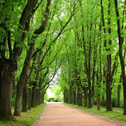 En trädkantad stig med frodigt grönt lövverk som leder till en ljus öppning i fjärran.